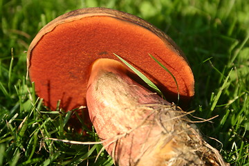 Image showing beautiful boletus erythropus