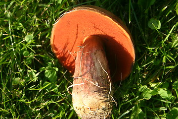 Image showing Boletus erythropus