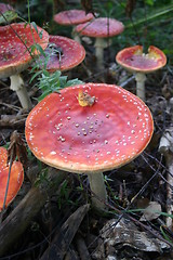 Image showing amanita muscaria