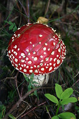 Image showing amanita muscaria