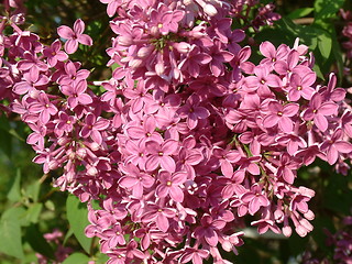 Image showing Pink lilacs