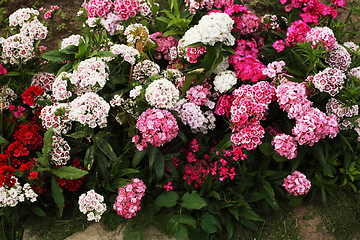 Image showing carnations, a lot of beautiful blooming flowers