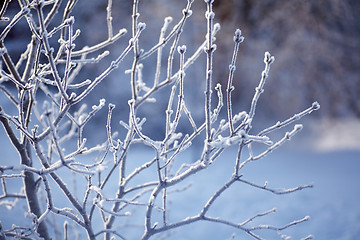 Image showing winter background