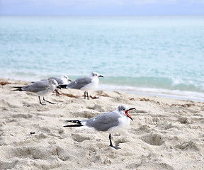 Image showing Seagulls