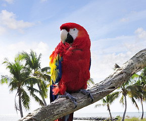 Image showing Parrot