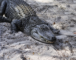 Image showing Alligator