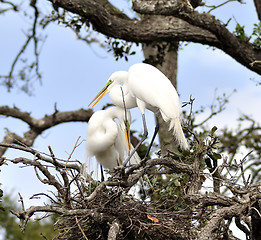 Image showing Great Egrets