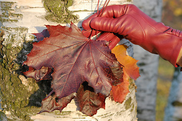 Image showing Red Glove