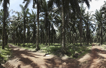 Image showing Palm oil plantation landscape