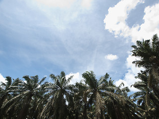 Image showing Palm oil plantation landscape