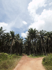 Image showing Palm oil plantation landscape