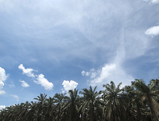 Image showing Palm oil plantation landscape