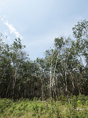 Image showing Rubber trees plantation