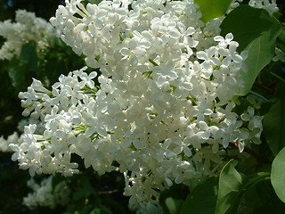 Image showing White lilacs