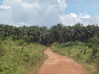 Image showing Palm oil plantation landscape
