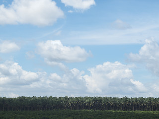 Image showing Palm oil plantation landscape