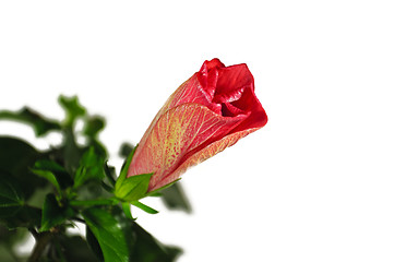 Image showing hibiscus isolated