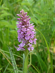 Image showing Orchid