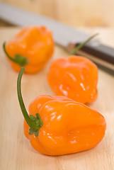 Image showing Fresh Habanero peppers