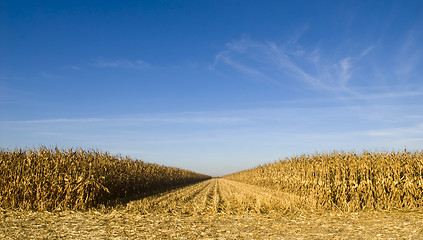 Image showing Field of corn being harvested