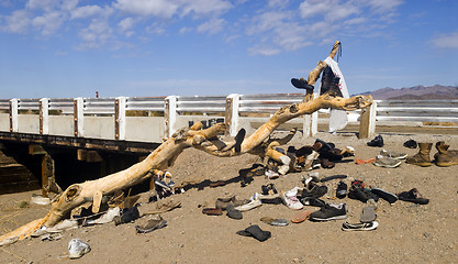 Image showing Famous Shoe Tree in Amboy, California