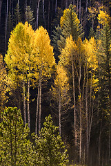 Image showing Colorful Aspen trees in Vail, Colorado