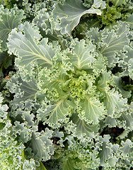 Image showing Crop of leafy green Kale growing