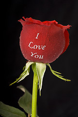 Image showing Single rose saying I Love You