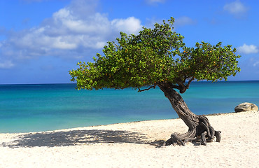 Image showing Divi Divi tree on Eagle Beach in Aruba