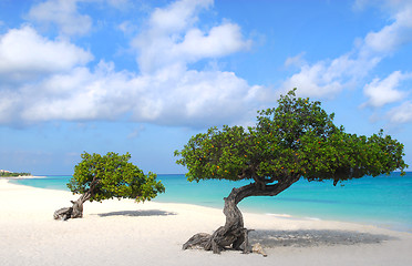 Image showing Divi Divi trees on Eagle Beach in Aruba