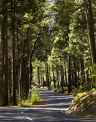 Image showing Winding road in Yosemite National Park