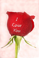 Image showing Single rose saying I Love You