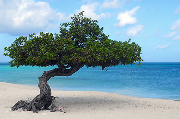 Image showing Divi Divi tree on Eagle Beach in Aruba