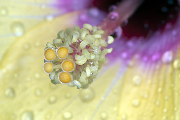 Image showing hibiscus particular