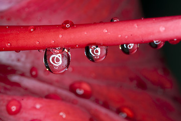 Image showing water drops on hibiscus