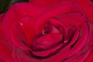 Image showing Red Rose