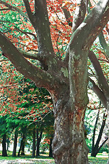 Image showing Autumn park scene