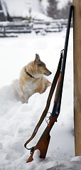 Image showing The dog next to a shotgun