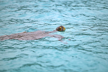 Image showing Green sea turtle