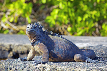 Image showing Galapagos marine Iguana