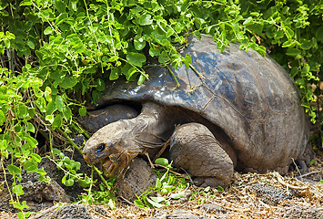 Image showing Galapagos tortoise