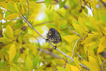 Image showing Galapagos finch