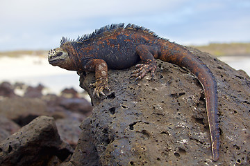 Image showing Galapagos marine Iguana