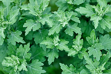 Image showing Chrysanthemum leaves without flowers