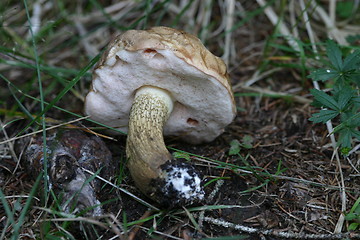 Image showing Tylopilus felleus