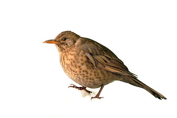 Image showing bird