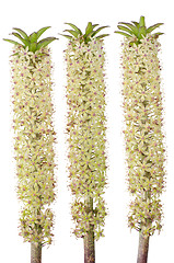 Image showing Eucomis flower