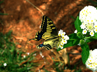 Image showing Yellow Butterfly