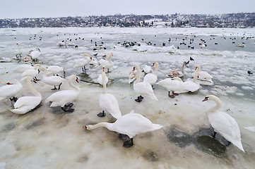 Image showing Swans on frozen river