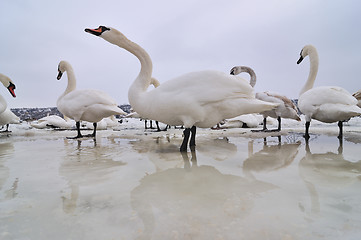 Image showing Swans on frozen river